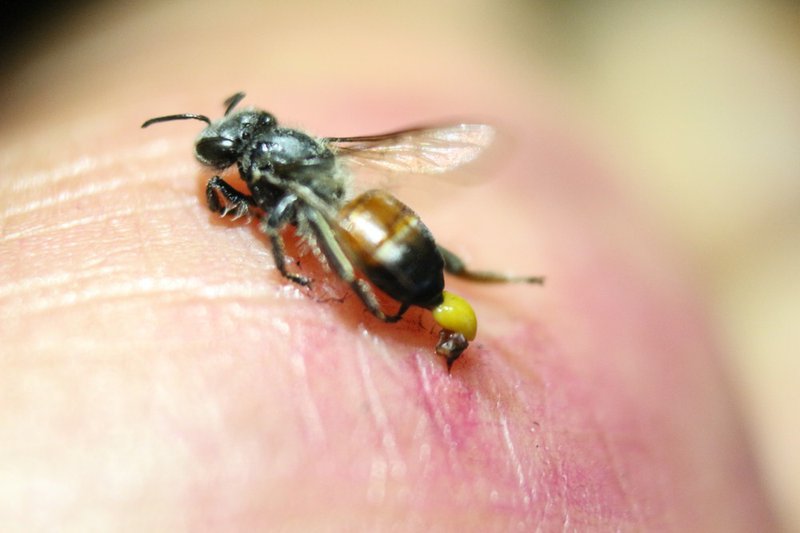Chữa viêm khớp bằng ong châm là một trong những biện pháp chữa trị theo Đông y có từ lâu đời